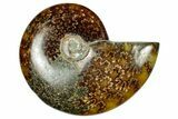 Polished Ammonite (Cleoniceras) Fossil - Madagascar #348488-1
